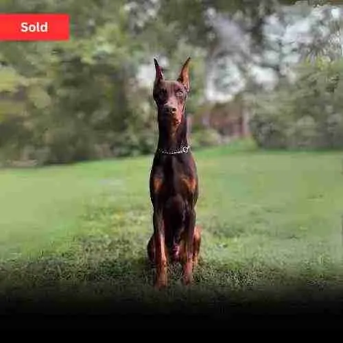 German Shepherd For Sale NJ