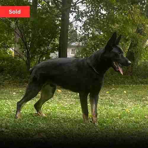 Companion German Shepherd for sale