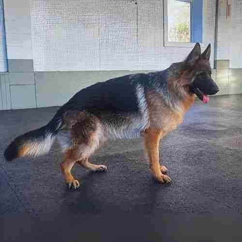 German Shepherd For Sale NJ