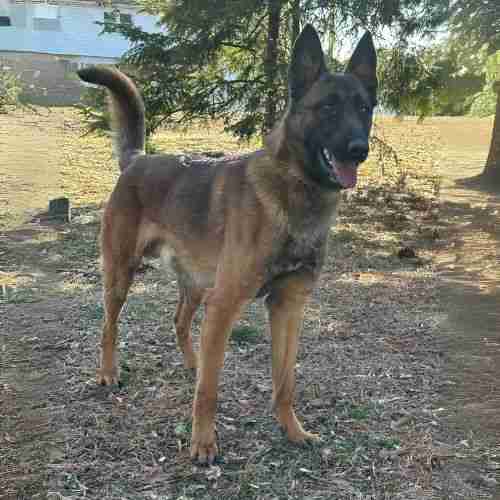 Companion German Shepherd for sale