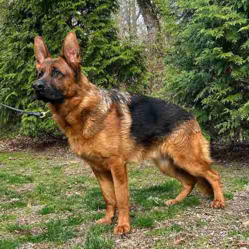 Companion German Shepherd for sale