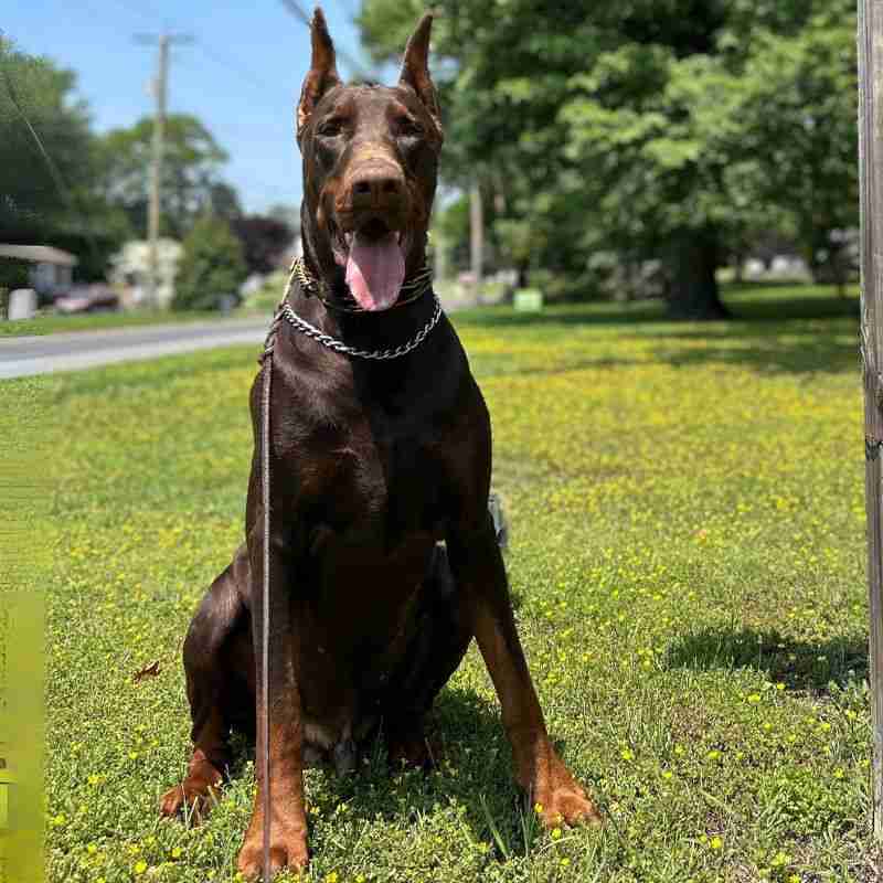 German Shepherd For Sale NJ