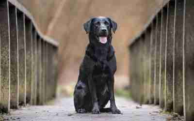 Why North Jersey Dog Owners are Choosing Board & Train Over Big-Box Classes