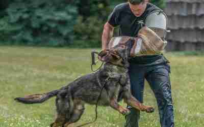 Schutzhund Training in Orange County, NY Guide