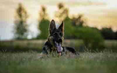 IGP Training in New York State: Title Your Working Breed The Right Way