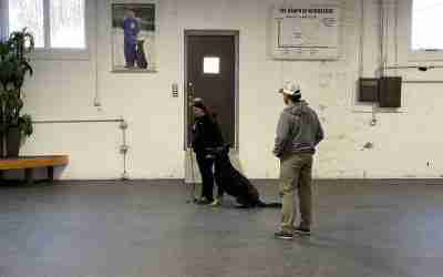 IGP Training for German Shepherds in New Jersey You Can Trust