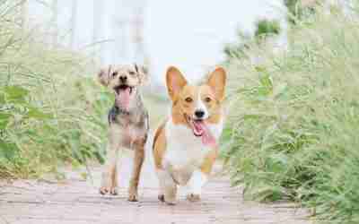 Should You Consider a Dog Bootcamp in Hoboken?
